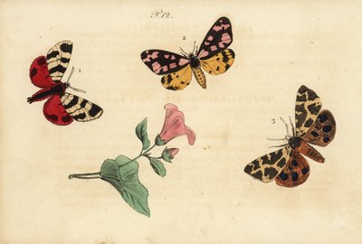 Hebe-Tigerfalter, Arctia festiva 1, Fleckenbär, Epicallia villica 2, und Brauner Bär, Arctia caja 3. Ecaille hebe, Ecaille fermiere, Ecaille martre von Unknown